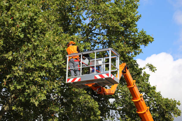 Tree Root Removal in Samsula Spruce Creek, FL